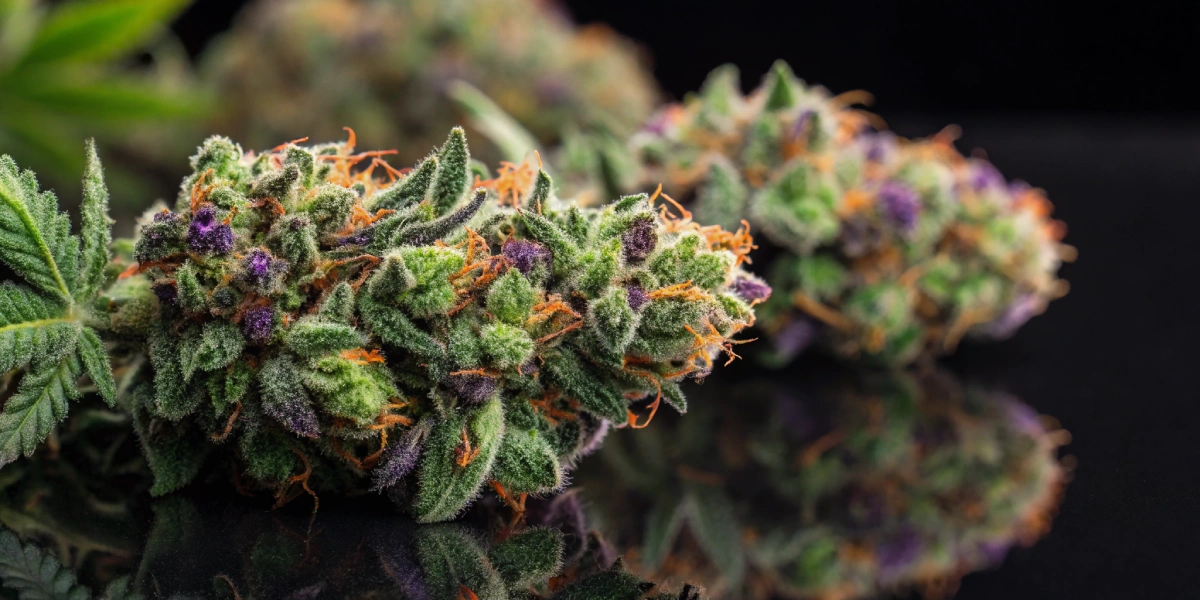 Green Gelato strain buds with thick trichomes and vivid colors on a dark surface.