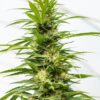 Growers Choice Bruce Banner 3 Autoflower Plant