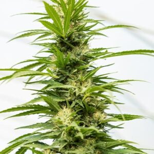 Growers Choice Bruce Banner 3 Autoflower Plant