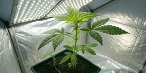 Growing Cannabis from Seeds Indoors: Complete Starter Plan