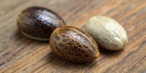 Male vs Female Cannabis Seeds: Choosing Your Ideal Seed Type