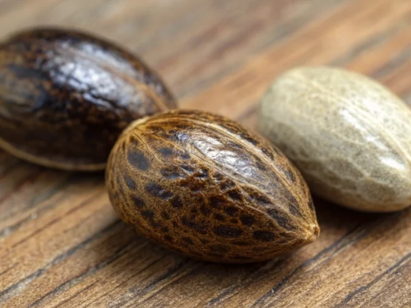 Comparison of male vs female cannabis seeds showing color and texture differences.