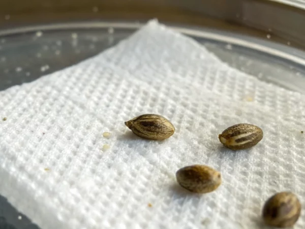Three cannabis seeds not germinating on wet paper towel in a humidity dome