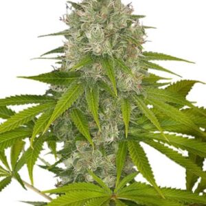 OG Kush Fem Growers Choice Cannabis plant
