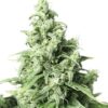 Obama Kush Fem Growers Choice Cannabis plant