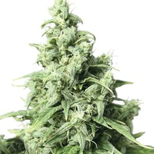 Obama Kush Fem Growers Choice Cannabis plant