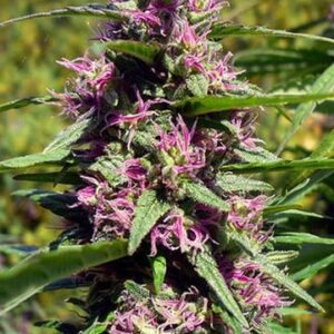Panama Red Fem Growers Choice Cannabis Plant