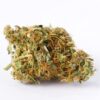 Colombian Gold Autoflower Growers Choice Cannabis buds