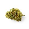 Sour Kush Autoflowering Growers Choice Cannabis buds