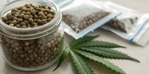 Do Cannabis Seeds Go Bad? Lifespan Insights