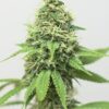 Acapulco Gold Fem Growers Choice Cannabis Plant
