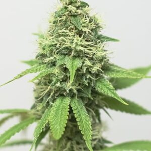 Acapulco Gold Fem Growers Choice Cannabis Plant