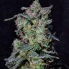 Black Cherry Punch Fem Growes Choice Cannabis Plant