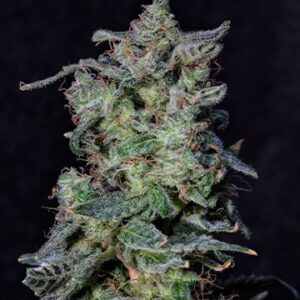 Black Cherry Punch Fem Growes Choice Cannabis Plant