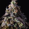 Blue Dream Fem Growers Choice Cannabis Plant