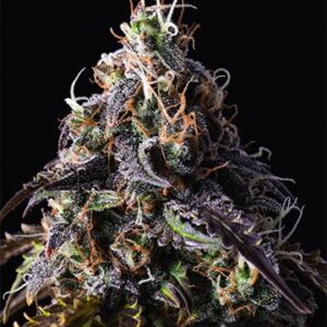 Blue Dream Fem Growers Choice Cannabis Plant