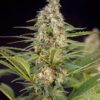 Bruce Banner Fem Growers Choice Cannabis Plant