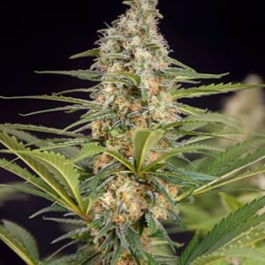 Bruce Banner Fem Growers Choice Cannabis Plant