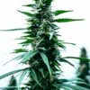 Durban Poison Fem Growers Choice Cannabis Plant