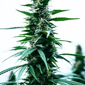 Durban Poison Fem Growers Choice Cannabis Plant