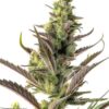 Colombian Gold Autoflower Growers Choice Cannabis Plant