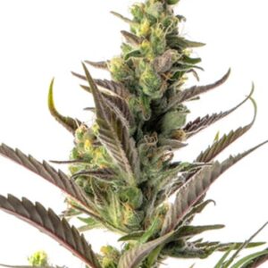 Colombian Gold Autoflower Growers Choice Cannabis Plant