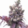 Corleone Kush Autoflowering Growers Choice Cannabis plant