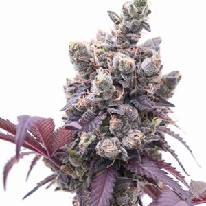 Corleone Kush Autoflowering Growers Choice Cannabis plant
