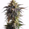 Critical Curple Autoflower Growers Choice Cannabis Plant