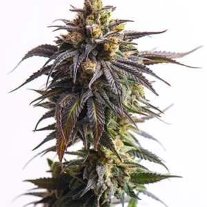 Critical Curple Autoflower Growers Choice Cannabis Plant