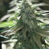 Do-Si-Dos Autoflower Growers Choice cannabis plant