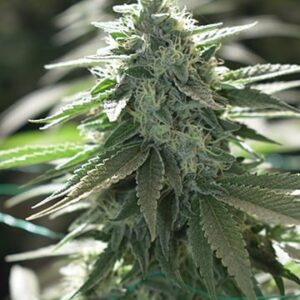 Do-Si-Dos Autoflower Growers Choice cannabis plant