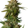 Gorilla Glue #4 Autoflower Growers Choice Cannabis Plant