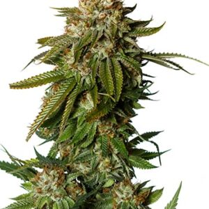 Gorilla Glue #4 Autoflower Growers Choice Cannabis Plant