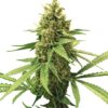 Gorilla Glue Autoflower Growers Choice Cannabis Plant