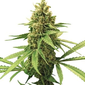 Gorilla Glue Autoflower Growers Choice Cannabis Plant