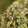 Jamaican Dream autoflower cannabis plant