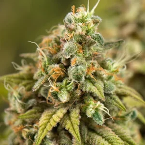 Jamaican Dream autoflower cannabis plant