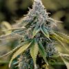 Master Yoda Autoflower Growers Choice Cannabis Plant
