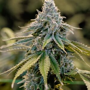 Master Yoda Autoflower Growers Choice Cannabis Plant