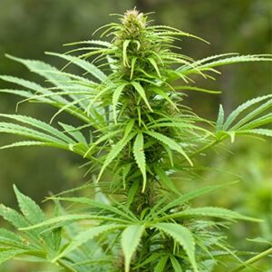 Maui Autoflower Growers Choice Cannabis Plant