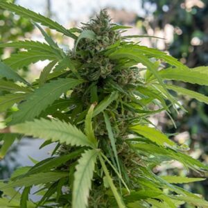 Northern Lights Autoflower Growers Choice Cannabis plant