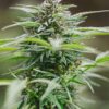 Peanut Butter Breath Autoflower cannabis plant