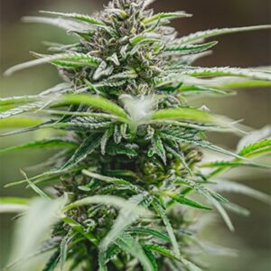 Peanut Butter Breath Autoflower cannabis plant
