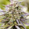 Purple Lemonade Autoflower Growers Choice Cannabis Plant