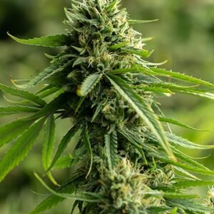 Recon Autoflower Growers Choice Cannabis Plant