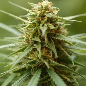 Rutz Autoflower Cannabis plant