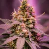 Strawberry Banana Autoflower Cannabis Plant