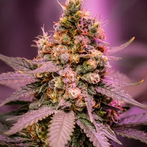 Strawberry Banana Autoflower Cannabis Plant