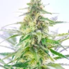Tangerine Dream Autoflower Growers Choice Cannabis Plant